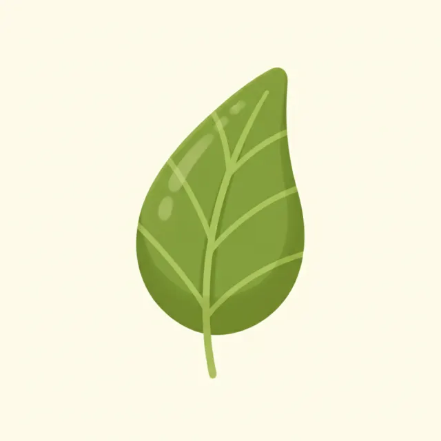 leaf — illustrated flashcard